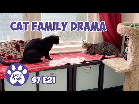family cats　0507 Cat Family Drama, New Rugs and Hidey Holes - S7 E21 - Lucky Ferals