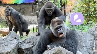 父ゴリラも興奮‼A dad gorilla lets his son do as he pleases while playing