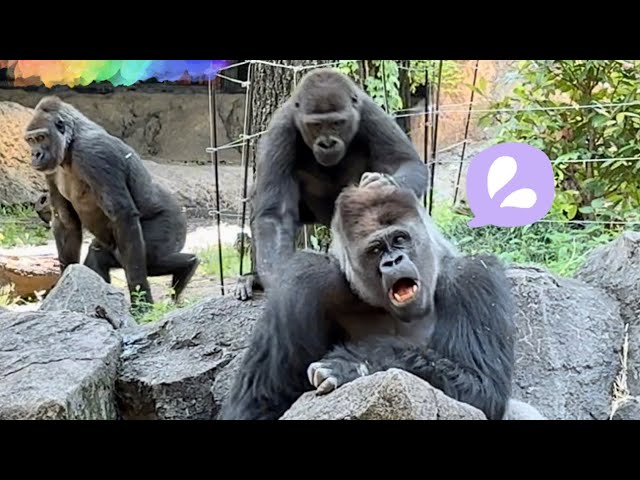父ゴリラも興奮‼️A dad gorilla lets his son do as he pleases while