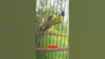 Sogon pikat lagi tarung #sogon #sogongacor #sogokotong #birds #mabeskicau #shorts #short