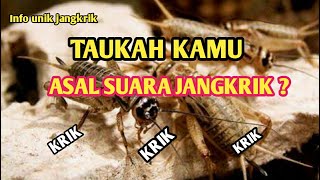 INI PENJELASAN ASAL SUARA JANGKRIK SEBENARNYA