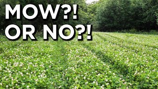 Should You Mow Your Clover Food Plots?!