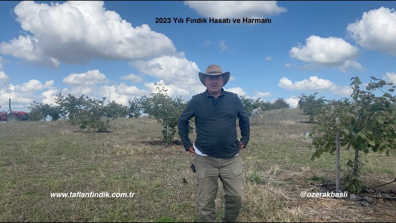 Tarım - 2023 Yılı Fındık Hasatı 2023/05