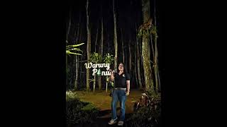 Pohon pinus...