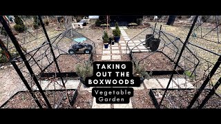Vegetable Garden Redo Taking Out The Boxwoods Winter Gardening