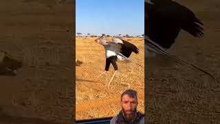this bird is not afraid of wild dogs #animals #secretaryBird #wildDog #AnimalVsAnimal #vshort