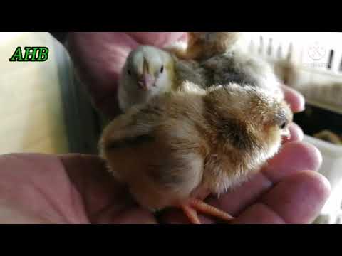 Pembekal Anak Ayam Daging