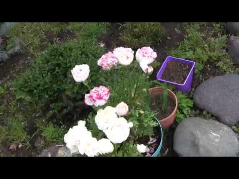 რამდენად დიდი კავშირი აქვთ ცოცხალ ორგანიზმებს კოსმოსთან, პლანეტებთან....