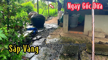 Con Rắn Độc Lột Lớp Da Nằm Sau Nhà Quá Nguy Hiểm | Mười Thương Săn Bắt