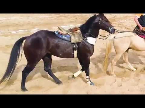 Featured image of post Fotos De Cavalos De Vaquejada Selados Parlamentares membros da associa o brasileira de vaquejada abvaq e da associa o brasileira de criadores de cavalo quarto de milha abqm discursaram em carro de som