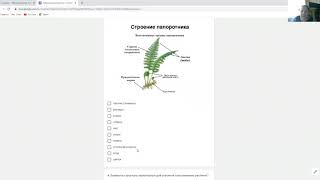 Лабораторная работа №3 &quot;Определение отличительных признаков отделов растений&quot;