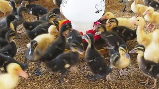 HOW TO BREEDING & RAISING DUCKS - Hibrida Ducks Gunsi888 From Indonesia