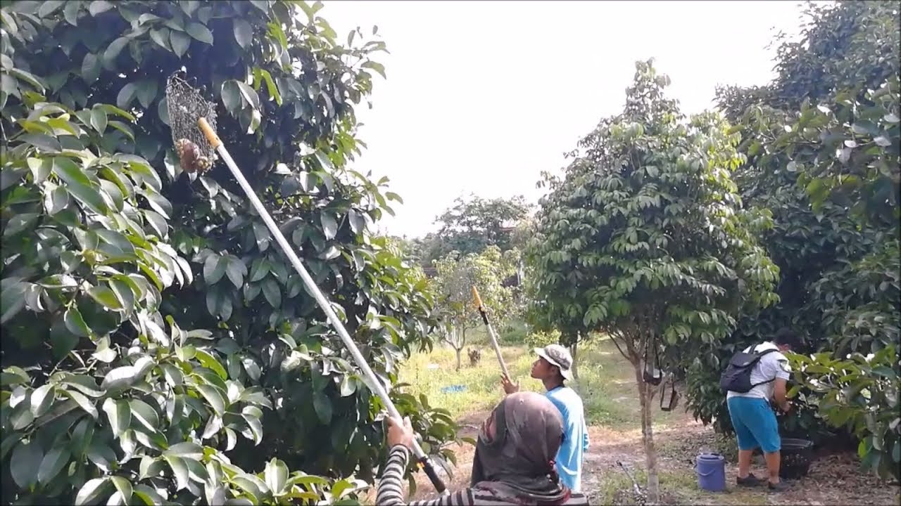 Mangosteen farm in thailand Asian food YouTube