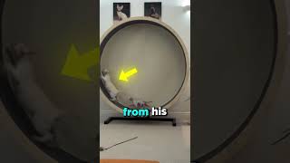 This Cat got Sent Flying!