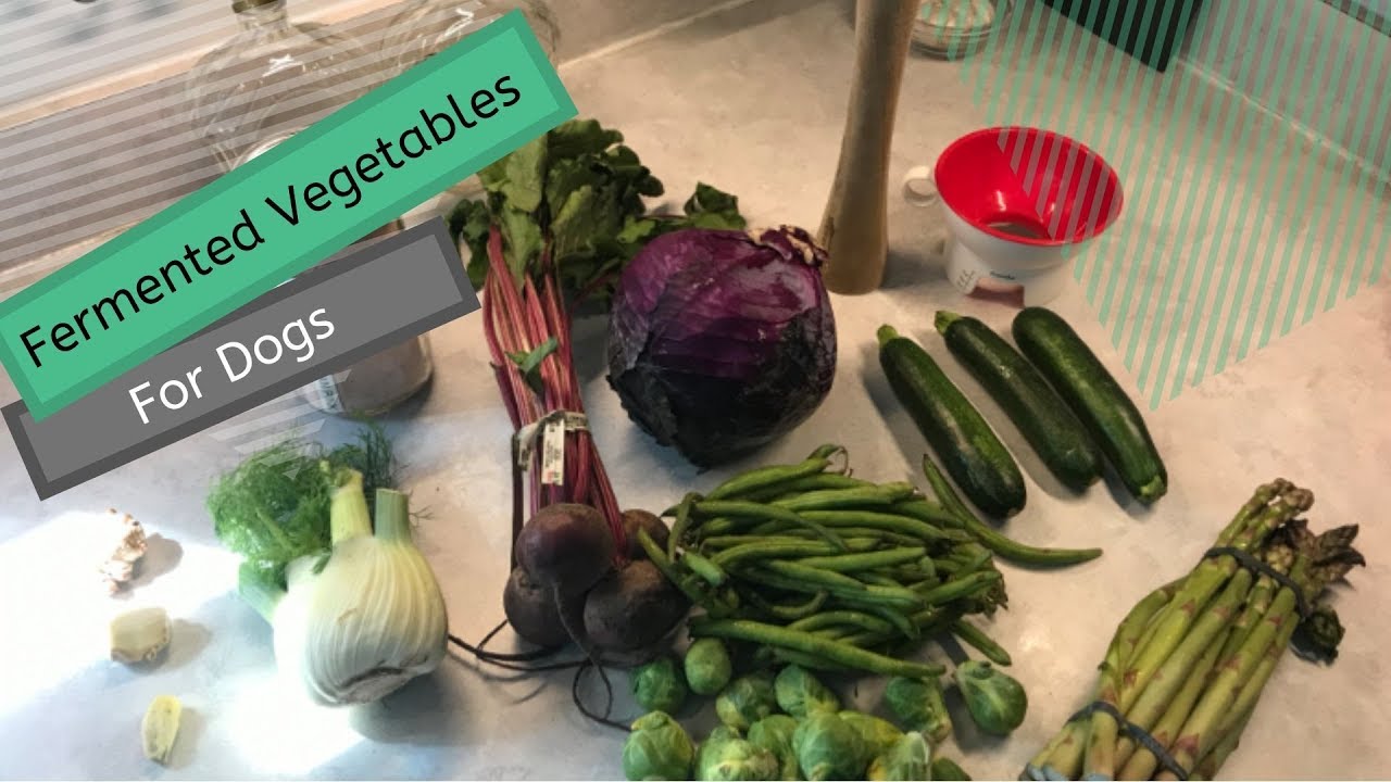 Fermented Vegetables for dogs Freedom K9 Training YouTube