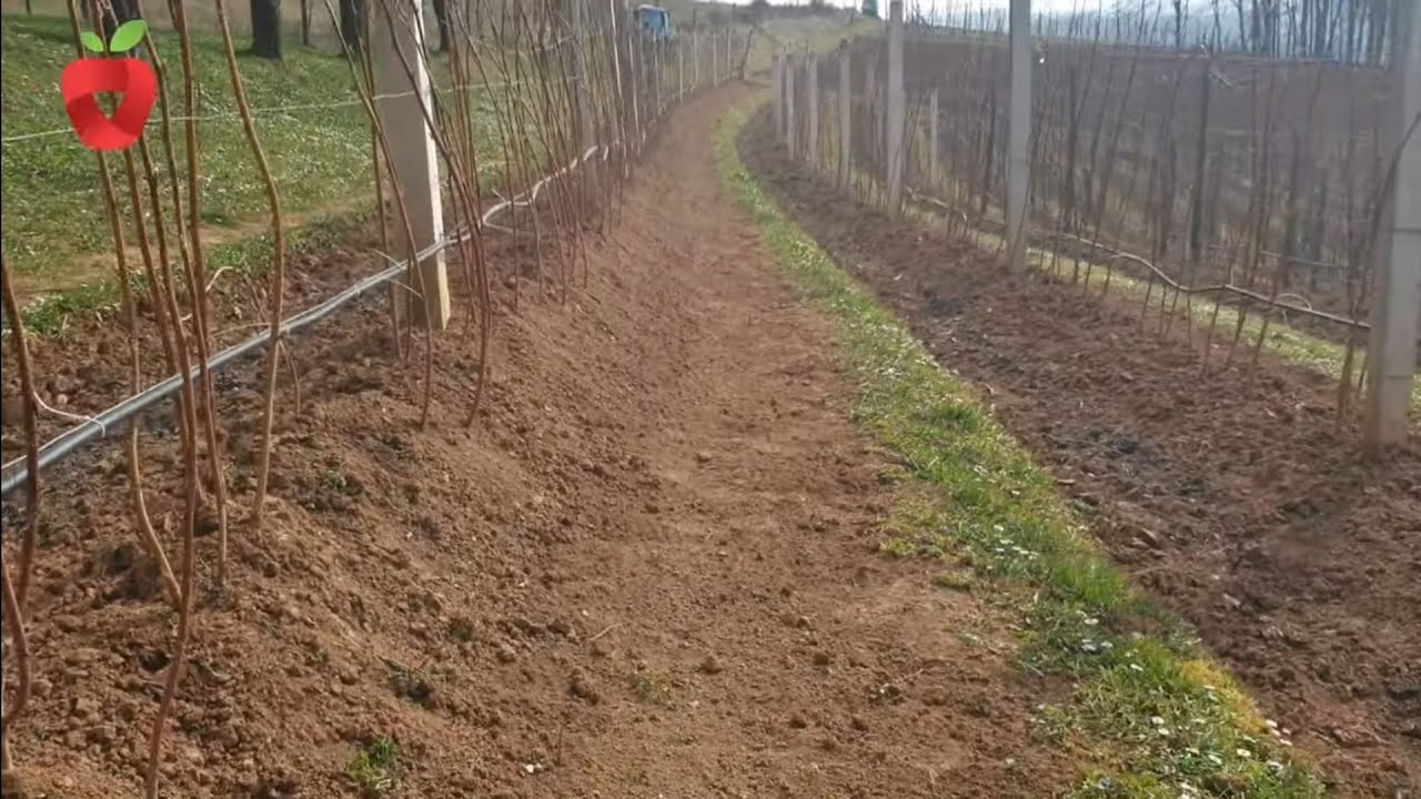 Поощряйте малину расти и получать хорошие урожаи