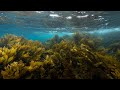 Golden kelp australias great southern reef