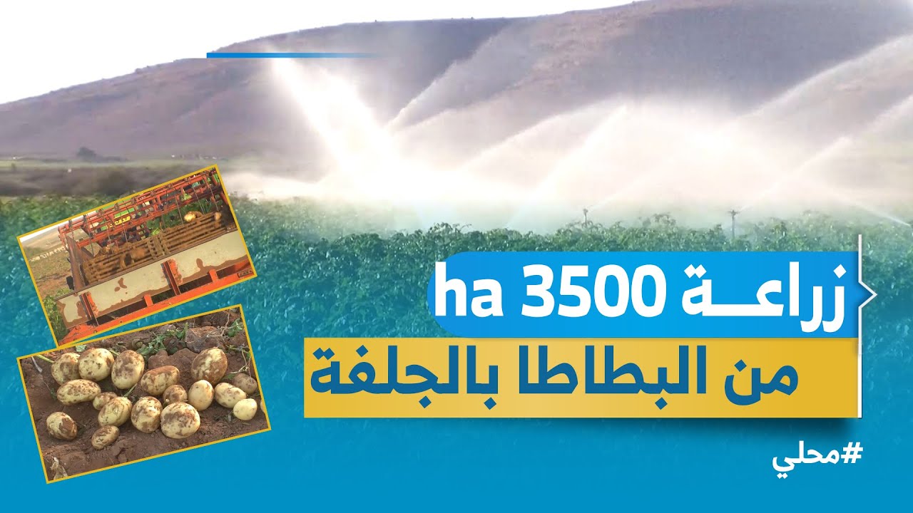 #الجلفة| زراعة البطاطا .. تجربة رائدة ومستقبل واعد #محلي