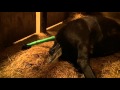 Ayanna Giving Birth to her Big Friesian Colt