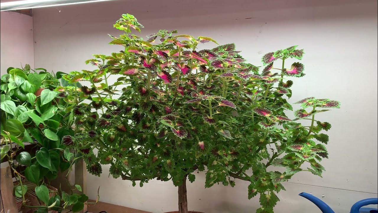 Update on Topiary Coleus, Coleus Cuttings and Potting up Coleus