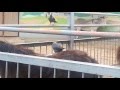 Крумкач і Поні. Ворона и Пони. Crow and Pony.