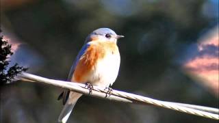 Watch Kasey Chambers Bluebird video