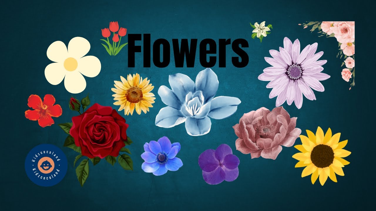 Flowers Name Learn Flowers Name In English Flowers Name Basic flowers-name-learn-flowers-name-in-english-flowers-name-basic