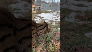Beacher, A Talkative Savannah Cat As The Snow Melts