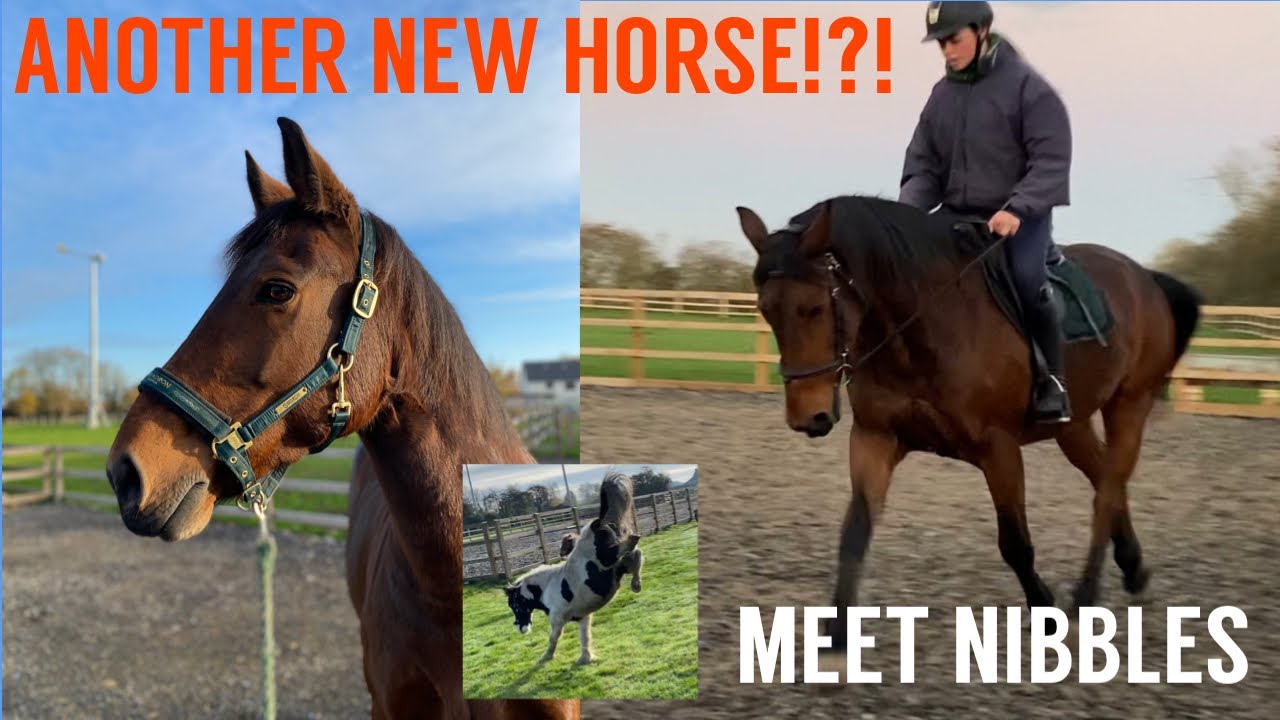 ANOTHER NEW HORSE!?! Meet Nibbles! YouTube