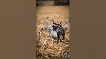 Wildlife Pit Blind Outfitters Abby just can’t get enough! #hunting #goosehunting #goose #birddog