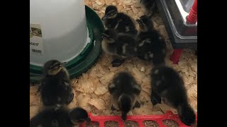 We raised baby mallard ducks!