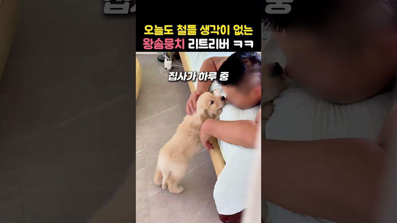 아기 강아지보다 더 애기인 엄마 골든 리트리버 ㅋㅋ #골든리트리버 #아기강아지 #강아지