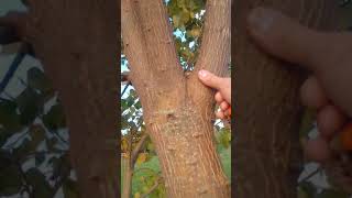 COLORÍN: ERYTHRINA AMERICANA