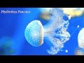 Meduse - Acquario di Genova - (full Hd) by YouClick