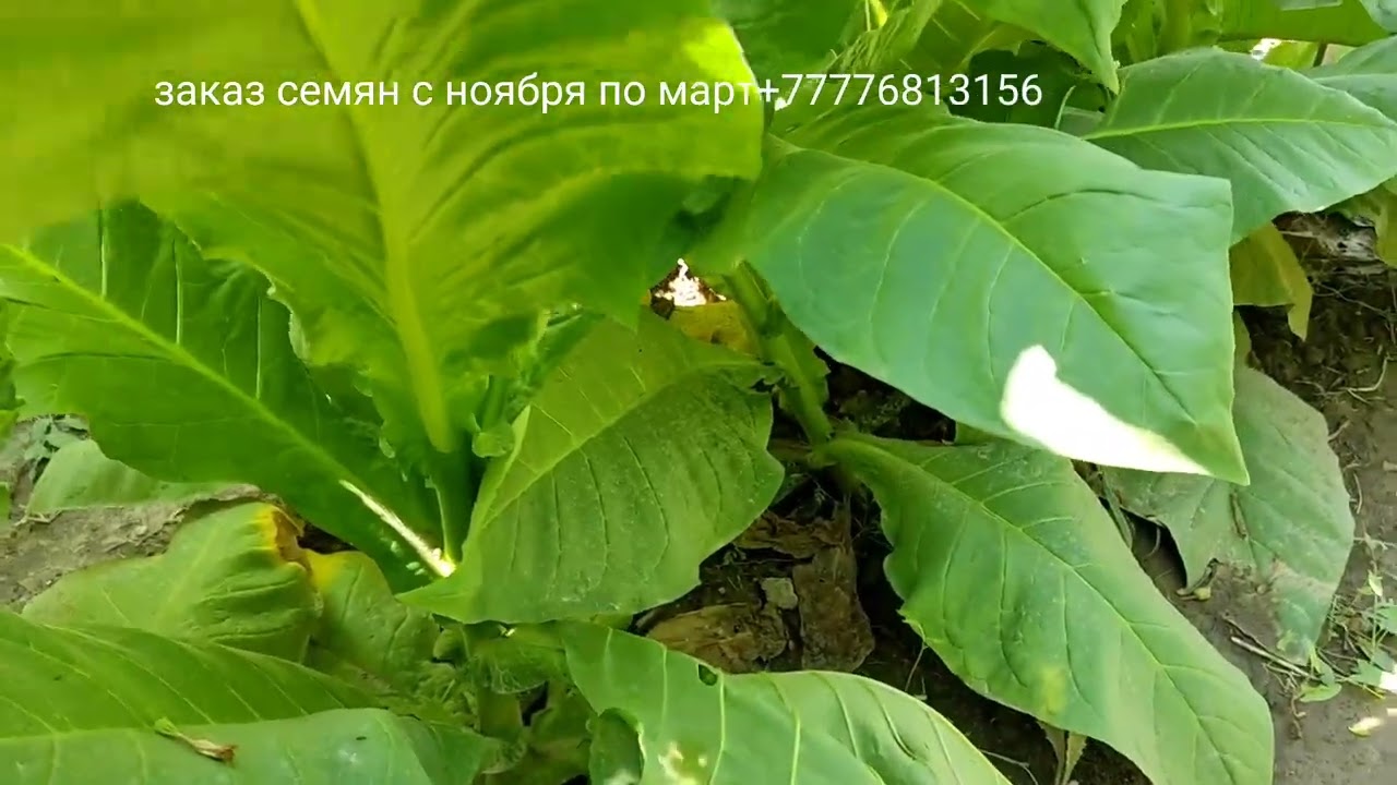 Врсточный, Eschly 1, Hendek, Orinoco gold leaf, Marylend MD A30, Крупнолистный 1187, Italian,