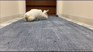 Recognizing Arthritis in Rabbits: An Overview for Owners