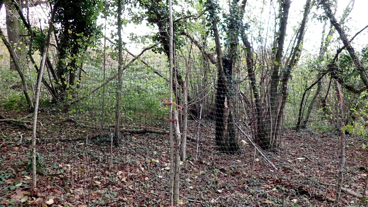 Trial Exclosure: Hazel Coppice Ground Flora.