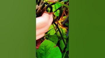 the process of farmers harvesting green beans in a unique way #shorts