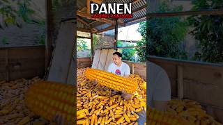 Apa❗Jagung Kuning Raksasa❗Begini Cara Buatnya❗#editing #tutorial