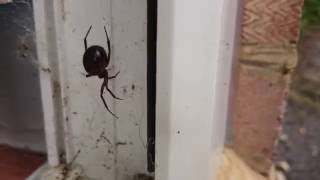 Spider hiding on door hinge (4K)