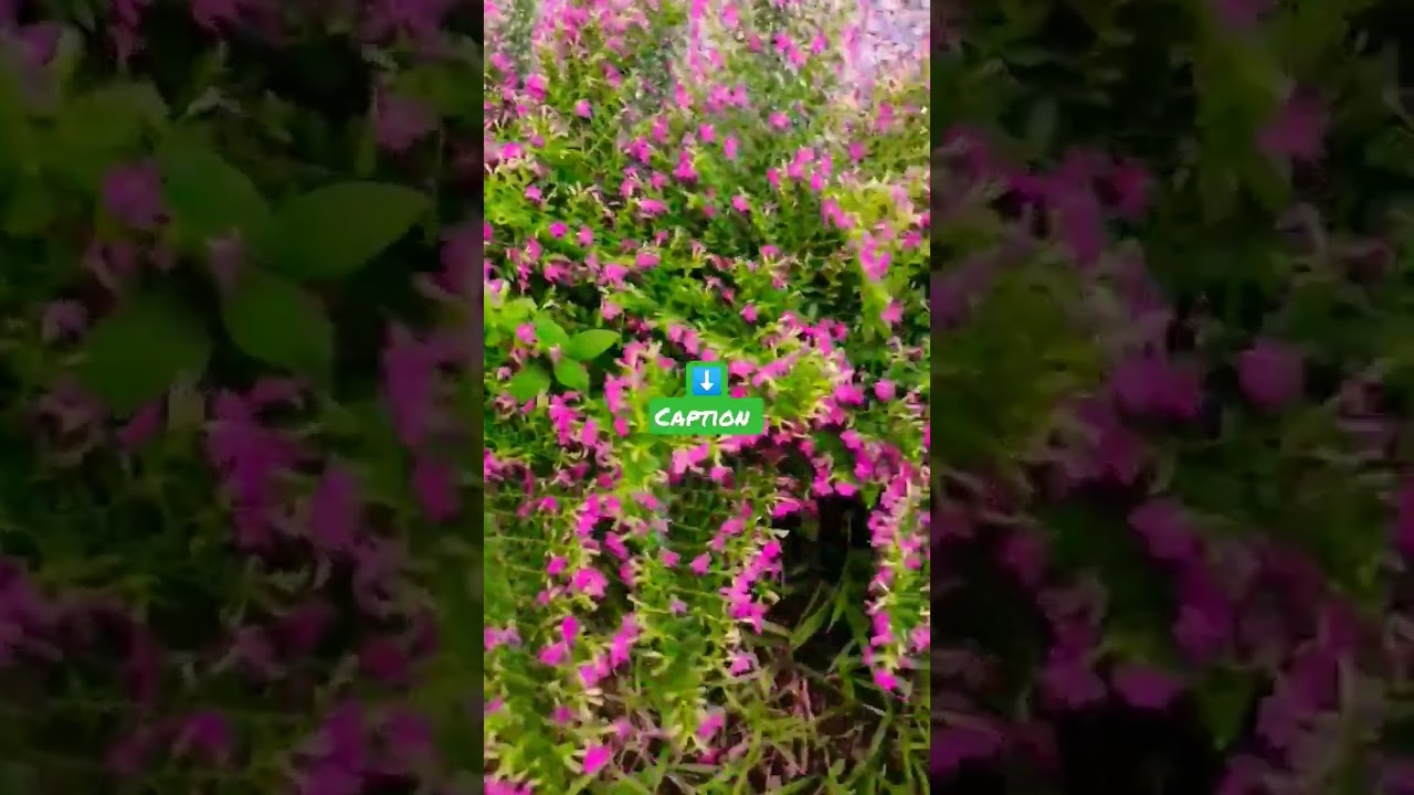 Propagar mini erica. sencillo. utiliza sustrato de coco. corta esquejes y dejalos enraizar. 