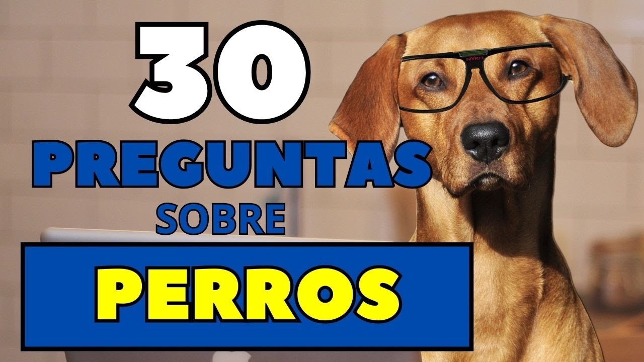 ¿CUÁNTO SABES DE PERROS? 🐶  30 PREGUNTAS SOBRE PERROS QUE TU MASCOTA NECESITA QUE SEPAS