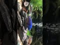 Beautiful blue! #love #aquarium #lovefish #peacockcichlid #fish #tank