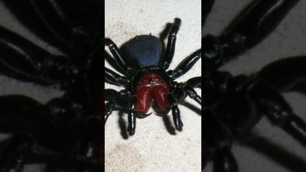 The Mouse Spider Facts and Information You Need to Know