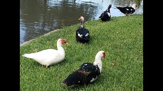 Lonely Duck playing around the Lake 4K !