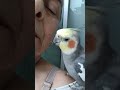 É  um amor!