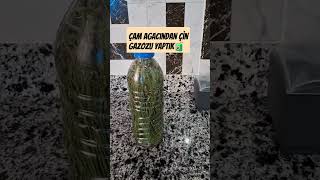 Çam Ignelerinden Gazoz Yaptık