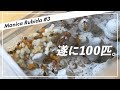 【マニカ・ルビダ】1匹の女王アリから100匹のコロニーになりました。Manica rubida（マニカルビダ）第3回【アリ飼育】