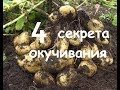 Как и когда правильно окучивать картофель. Сколько раз надо окучивать чтоб был хороший урожай