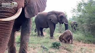 Khanyisa's bottle in the bush and a helping trunk from Tokwe to get her back on her feet